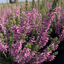 Верес звичайний ’Дуня/Дунджа’ (рожевий)|Calluna vulgaris ’Dunja’ / ’Dundja’|Вереск обыкновенный ’Дуня/Дунджа’ (розовый)