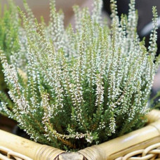Верес звичайний ’Аслі’ (білий)|Calluna vulgaris Asli|Вереск обыкновенный «Асли» (белый)