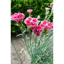 Гвоздика садова (багаторічник) | Dianthus spp. | Гвоздика садовая (многолетник)