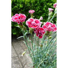 Гвоздика садова (багаторічник) | Dianthus spp. | Гвоздика садовая (многолетник)