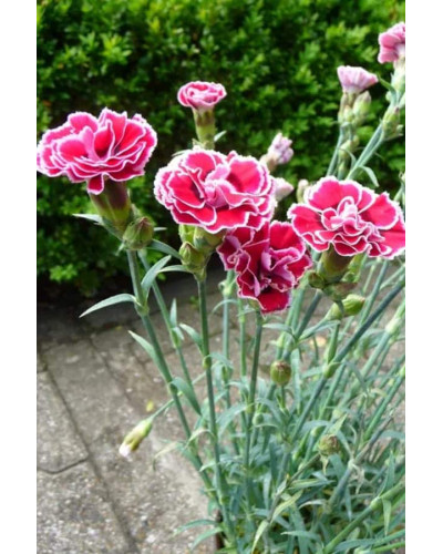 Гвоздика садова (багаторічник) | Dianthus spp. | Гвоздика садовая (многолетник)