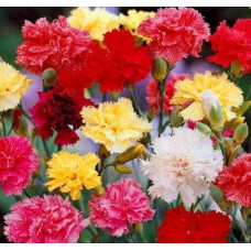 Гвоздика садова (багаторічник) | Dianthus spp. | Гвоздика садовая (многолетник)