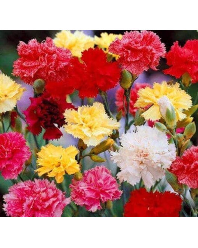 Гвоздика садова (багаторічник) | Dianthus spp. | Гвоздика садовая (многолетник)