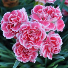 Гвоздика садова (багаторічник) | Dianthus spp. | Гвоздика садовая (многолетник)