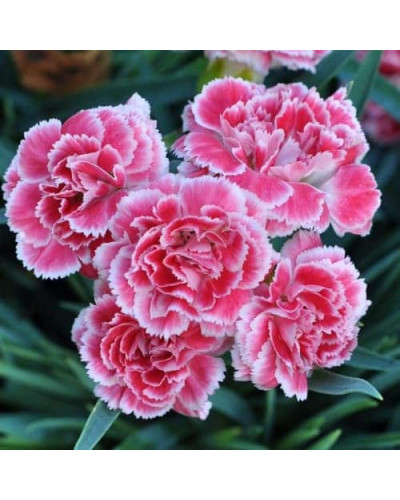 Гвоздика садова (багаторічник) | Dianthus spp. | Гвоздика садовая (многолетник)