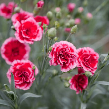 Гвоздика садова (багаторічник) | Dianthus spp. | Гвоздика садовая (многолетник)