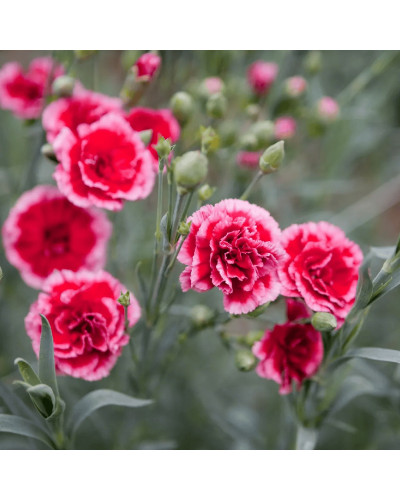 Гвоздика садова (багаторічник) | Dianthus spp. | Гвоздика садовая (многолетник)