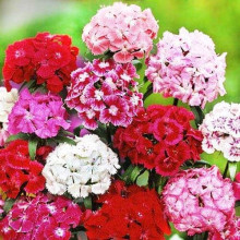 Гвоздика садова (багаторічник) | Dianthus spp. | Гвоздика садовая (многолетник)