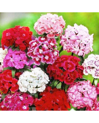 Гвоздика садова (багаторічник) | Dianthus spp. | Гвоздика садовая (многолетник)