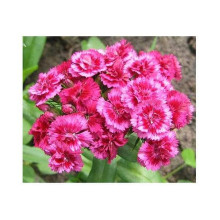 Гвоздика садова (багаторічник) | Dianthus spp. | Гвоздика садовая (многолетник)