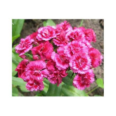 Гвоздика садова (багаторічник) | Dianthus spp. | Гвоздика садовая (многолетник)