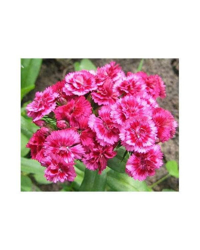 Гвоздика садова (багаторічник) | Dianthus spp. | Гвоздика садовая (многолетник)