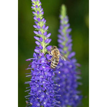 Вероніка колосиста Кристата | Veronica spicata ’Cristata’ | Вероніка колосиста Кристата