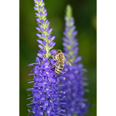Вероніка колосиста Кристата | Veronica spicata ’Cristata’ | Вероніка колосиста Кристата