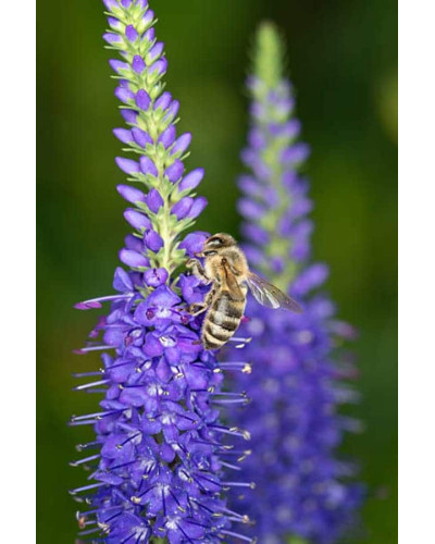 Вероніка колосиста Кристата | Veronica spicata ’Cristata’ | Вероніка колосиста Кристата