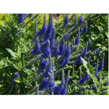 Вероніка колосиста Кристата | Veronica spicata ’Cristata’ | Вероніка колосиста Кристата