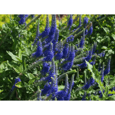 Вероніка колосиста Кристата | Veronica spicata ’Cristata’ | Вероніка колосиста Кристата