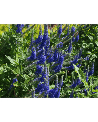 Вероніка колосиста Кристата | Veronica spicata ’Cristata’ | Вероніка колосиста Кристата