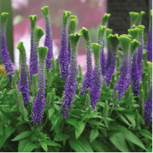 Вероніка колосиста Кристата | Veronica spicata ’Cristata’ | Вероніка колосиста Кристата