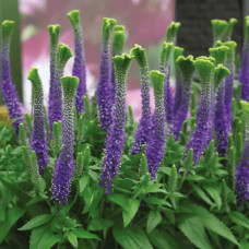 Вероніка колосиста Кристата | Veronica spicata ’Cristata’ | Вероніка колосиста Кристата