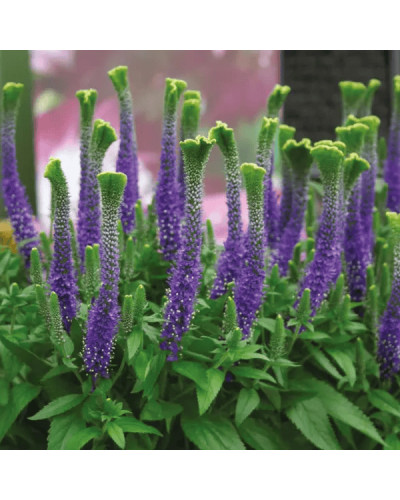 Вероніка колосиста Кристата | Veronica spicata ’Cristata’ | Вероніка колосиста Кристата