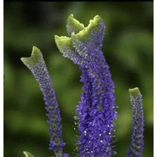 Вероніка колосиста Кристата | Veronica spicata ’Cristata’ | Вероніка колосиста Кристата