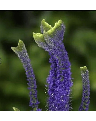 Вероніка колосиста Кристата | Veronica spicata ’Cristata’ | Вероніка колосиста Кристата