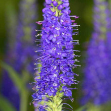 Вероніка колосиста Кристата | Veronica spicata ’Cristata’ | Вероніка колосиста Кристата