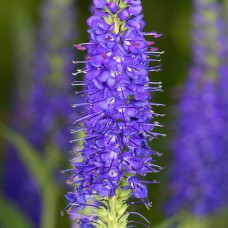 Вероніка колосиста Кристата | Veronica spicata ’Cristata’ | Вероніка колосиста Кристата