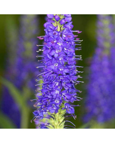Вероніка колосиста Кристата | Veronica spicata ’Cristata’ | Вероніка колосиста Кристата