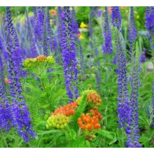 Вероніка колосиста Кристата | Veronica spicata ’Cristata’ | Вероніка колосиста Кристата