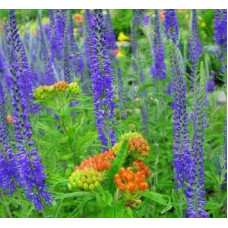 Вероніка колосиста Кристата | Veronica spicata ’Cristata’ | Вероніка колосиста Кристата
