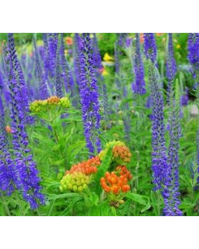 Вероніка колосиста Кристата | Veronica spicata ’Cristata’ | Вероніка колосиста Кристата