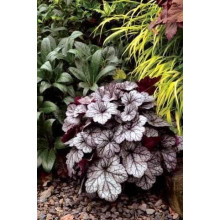 Гейхера гібридна ’Гліттер’|Heuchera hybrid ’Glitter’|Гейхера гибридная ’Глиттер’