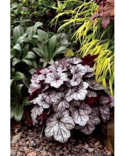 Гейхера гібридна ’Гліттер’|Heuchera hybrid ’Glitter’|Гейхера гибридная ’Глиттер’