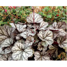 Гейхера гібридна ’Гліттер’|Heuchera hybrid ’Glitter’|Гейхера гибридная ’Глиттер’