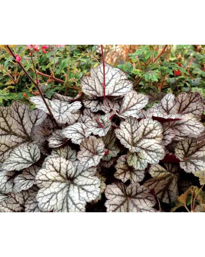 Гейхера гібридна ’Гліттер’|Heuchera hybrid ’Glitter’|Гейхера гибридная ’Глиттер’