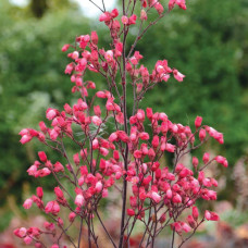 Гейхера гібридна ’Гліттер’|Heuchera hybrid ’Glitter’|Гейхера гибридная ’Глиттер’