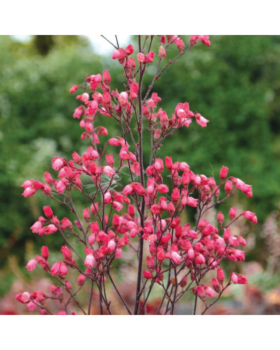 Гейхера гібридна ’Гліттер’|Heuchera hybrid ’Glitter’|Гейхера гибридная ’Глиттер’