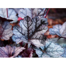 Гейхера гібридна ’Гліттер’|Heuchera hybrid ’Glitter’|Гейхера гибридная ’Глиттер’