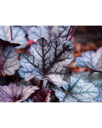 Гейхера гібридна ’Гліттер’|Heuchera hybrid ’Glitter’|Гейхера гибридная ’Глиттер’