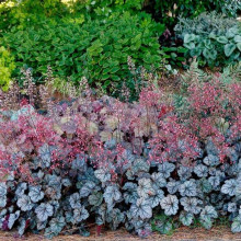 Гейхера гібридна ’Гліттер’|Heuchera hybrid ’Glitter’|Гейхера гибридная ’Глиттер’