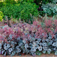 Гейхера гібридна ’Гліттер’|Heuchera hybrid ’Glitter’|Гейхера гибридная ’Глиттер’