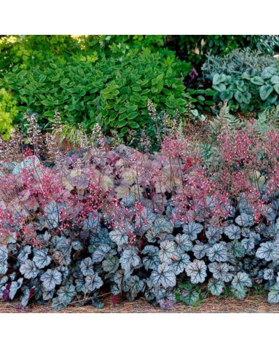 Гейхера гібридна ’Гліттер’|Heuchera hybrid ’Glitter’|Гейхера гибридная ’Глиттер’