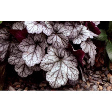Гейхера гібридна ’Гліттер’|Heuchera hybrid ’Glitter’|Гейхера гибридная ’Глиттер’