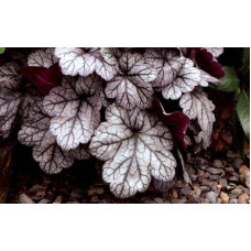 Гейхера гібридна ’Гліттер’|Heuchera hybrid ’Glitter’|Гейхера гибридная ’Глиттер’