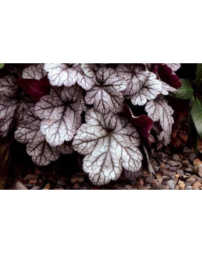Гейхера гібридна ’Гліттер’|Heuchera hybrid ’Glitter’|Гейхера гибридная ’Глиттер’