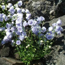 Кампанула / Дзвоники Елізабет Олівер | Campanula `Elizabeth Oliver` | Кампанула / Колокольчики Элизабет Оливер