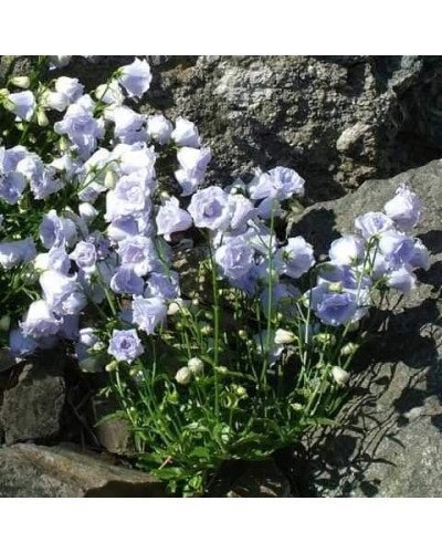 Кампанула / Дзвоники Елізабет Олівер | Campanula `Elizabeth Oliver` | Кампанула / Колокольчики Элизабет Оливер