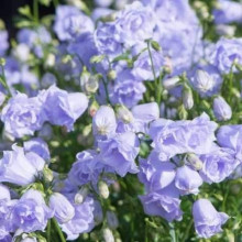 Кампанула / Дзвоники Елізабет Олівер | Campanula `Elizabeth Oliver` | Кампанула / Колокольчики Элизабет Оливер